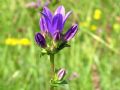 Campanula glomerata